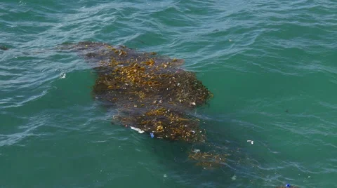 Trash and Seaweed in the Ocean Stock Footage 48842346