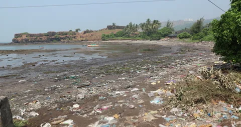 Trash around Tree in a Beach Stock Footage 320332708