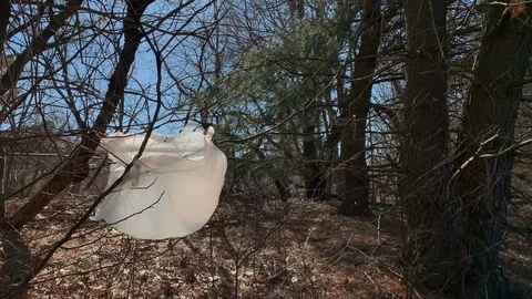 Trash bag caught in tree branch Stock Footage 104910248