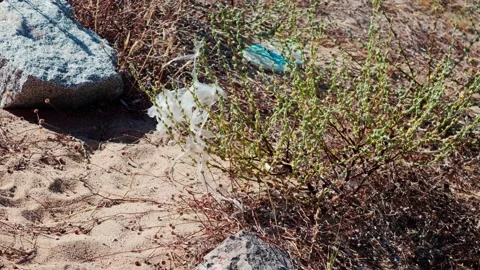 Trash bag moving in the wind among dried green-leaved plants in the desert Stock Footage 250965581