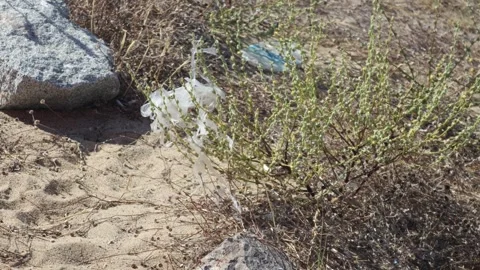 Trash bag moving in the wind among dried green-leaved plants in the desert Stock Footage 250965705