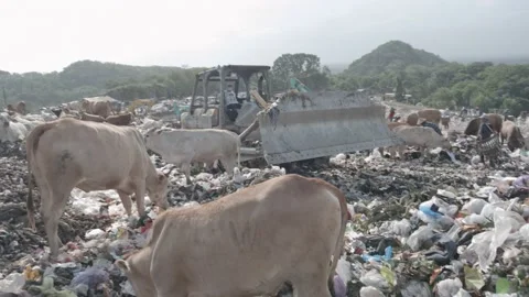 Trash bulldozer move trash garbage Stock Footage 204122123