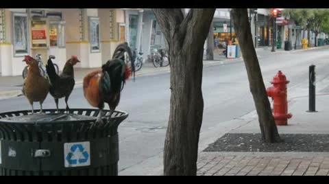 Trash Can Chickens Stock Footage 11308349