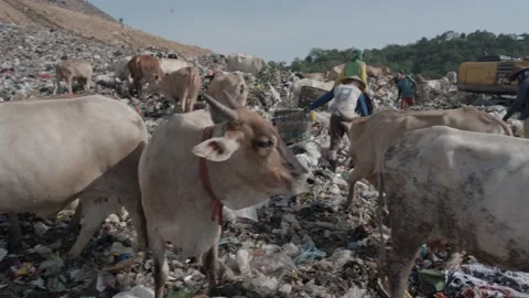 Trash with  cows Stock Footage 201584869