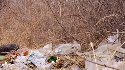 Trash dump in forest disrupts natural beauty. Waste mars the landscape, harming Stock Footage 278033336