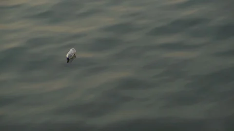 Trash floating in water. Stock Footage 112040977