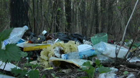 Trash In The Forest Stock Footage 143699365