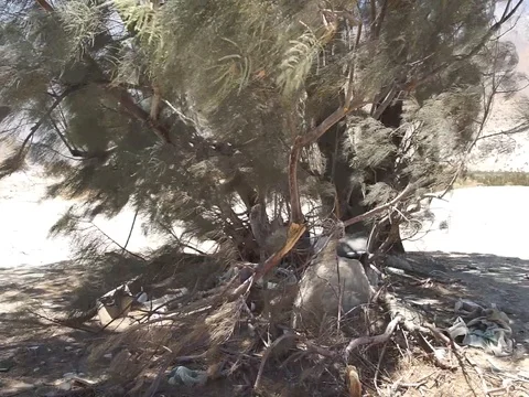Trash Garbage Around Tree  MAH00586 스톡 동영상 93851271