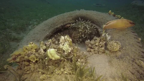 Trash garbage at the bottom Red sea Egypt  Lion fish ecological catastrophe Stock-Footage 93910785