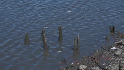 Trash in Grass by the River Stock Footage 306199270