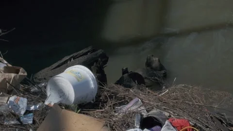 Trash in Grass by the River Stock Footage 306199279
