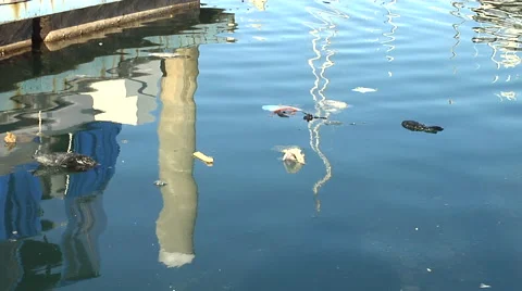 Trash in the Marina Stock Footage 41380707