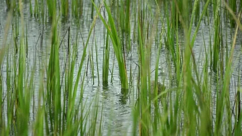 Trash in the marsh Video stock 161182955