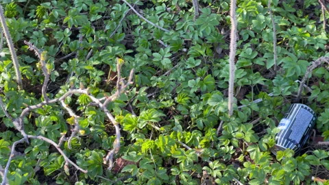 Trash in the middle of the nature Stock Footage 153257958