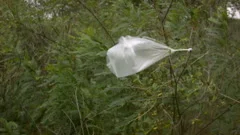 https://images.pond5.com/trash-plastic-bag-wind-tree-footage-114732063_iconm.jpeg