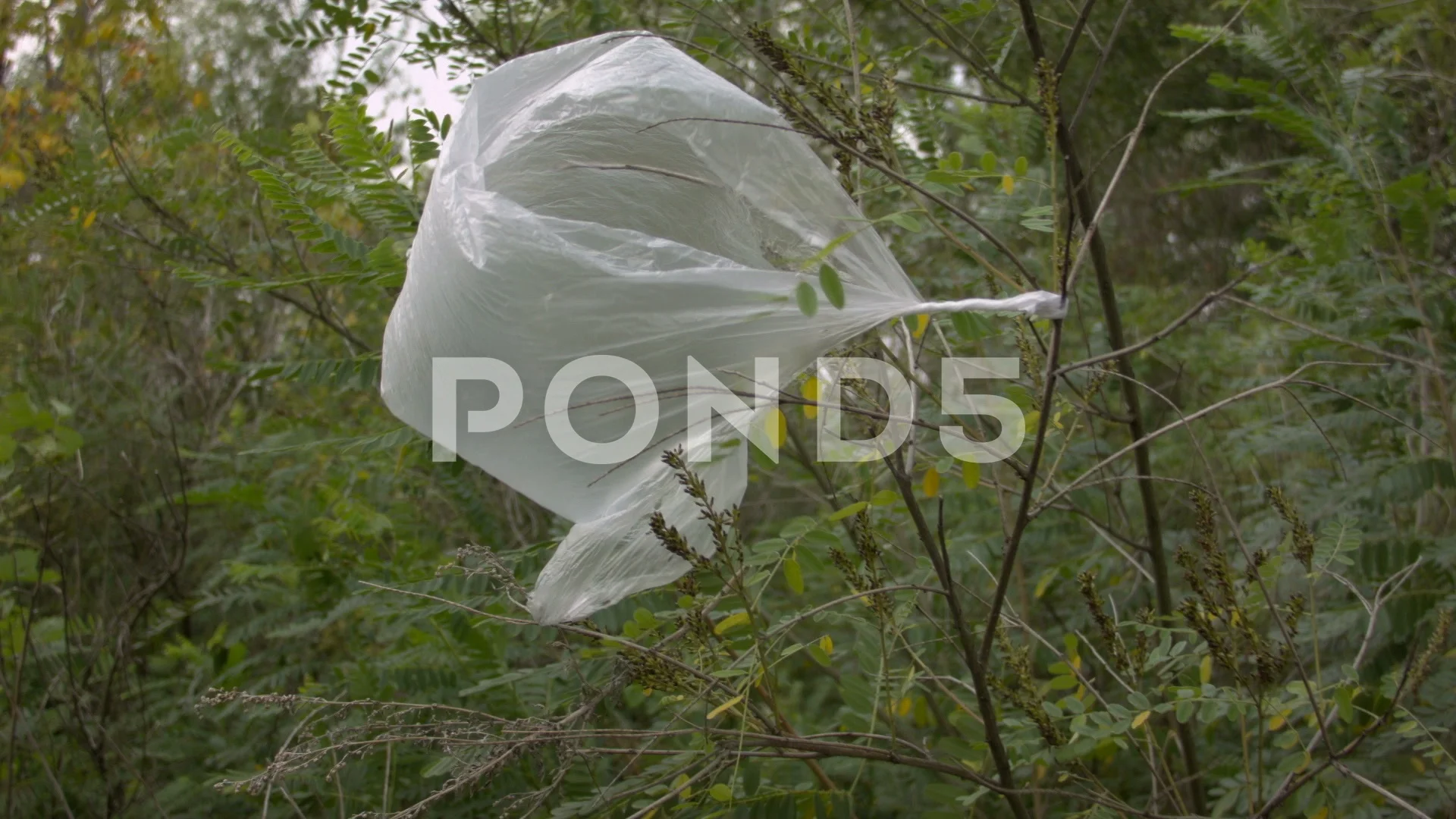 https://images.pond5.com/trash-plastic-bag-wind-tree-footage-114732400_prevstill.jpeg