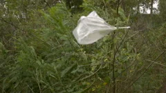 Trash plastic bag in the wind on a tree., Stock Video