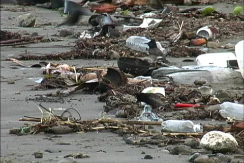  Trash on a tropical beach Stock-Footage 464480