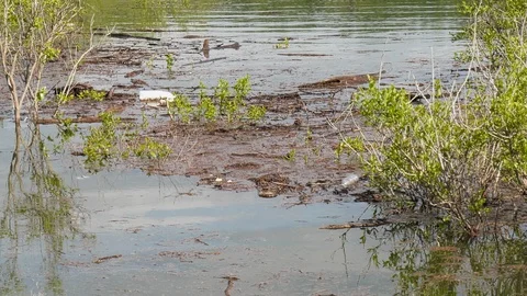 Trash in the water Stock Footage 107884201