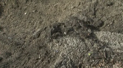 Trash2 Stock Footage 975271