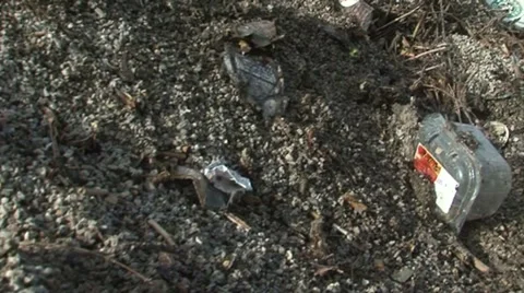 Trash4 Stock Footage 975186