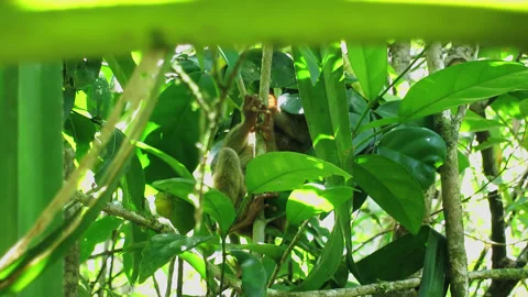 Trasier primate in the tree Stock Footage 255153908