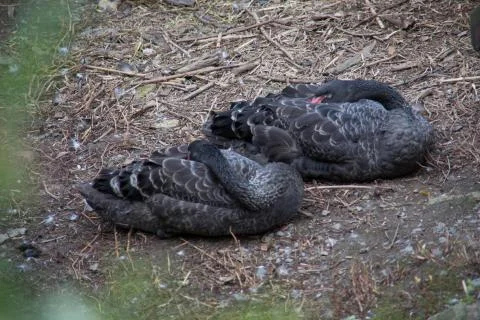 Trauerschwne Stock Photos