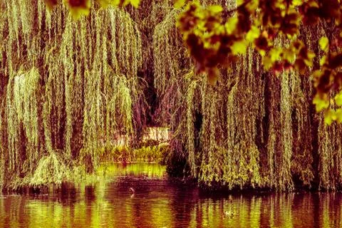 Trauerweide Stock Photos