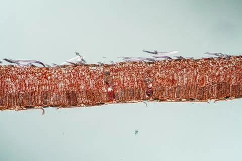 Trauerweide Stock Photos