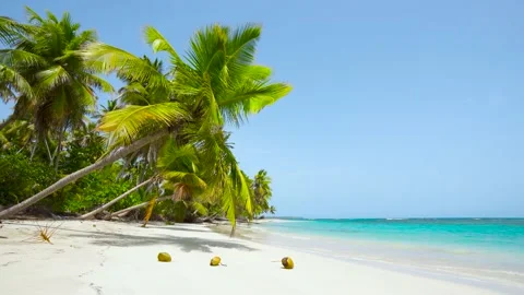 Travel to Bahamas islands sea beach Palm trees and coconuts on white sandy beach Stock Footage