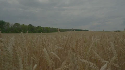 Travel camera next to the ears Stock Footage 92384149