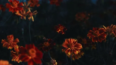 Travel Compilation 스톡 동영상 210541708