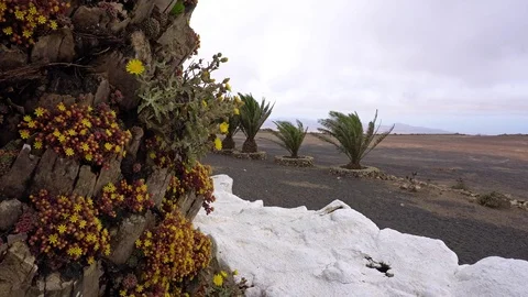 Travel in Lanzarote Stock Footage 95074158