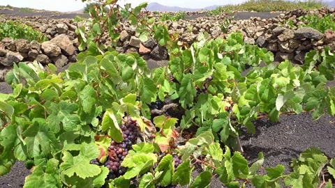 Travel in Lanzarote Stock Footage 96033142