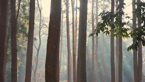Travel in nature concept with pine tree and sunrise in springtime season Stock Footage 303622156