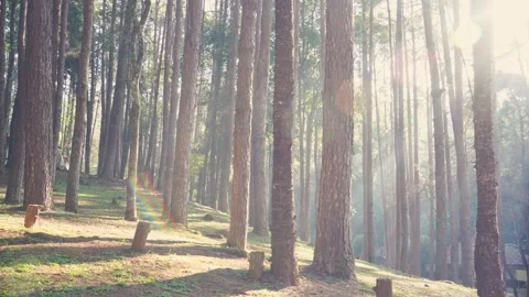 Travel in nature concept with pine tree and sunrise in springtime season Stock Footage 303622207