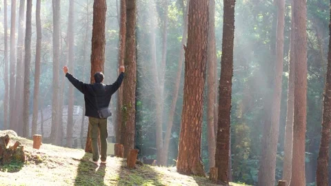 Travel in nature concept with pine tree and sunrise in springtime season Stock Footage 307909131