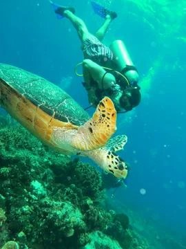 Travel. Sea. Scuba diver swimming with a turtle Stock Photos