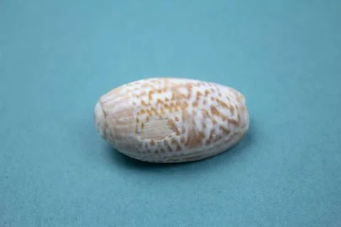 Travel Shells Background Stock Photos