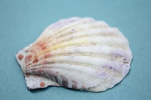 Travel Shells Background Stock Photos