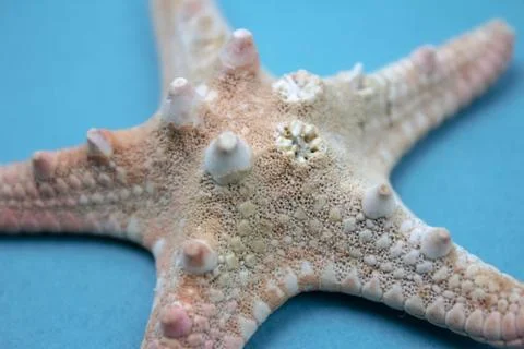 Travel Shells Background Stock Photos