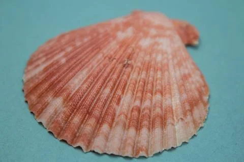 Travel Shells Background Foto stock