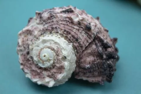 Travel Shells Background Stock Photos