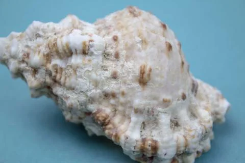 Travel Shells Background Stock Photos