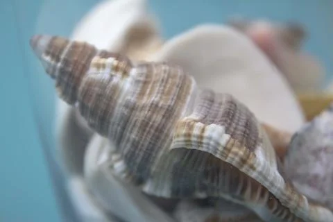 Travel Shells Background Stock Photos