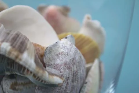 Travel Shells Background Stock Photos