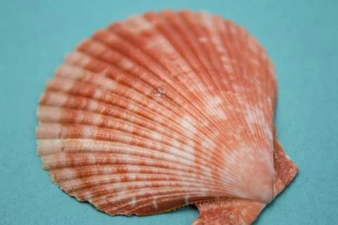 Travel Shells Background Stock Photos