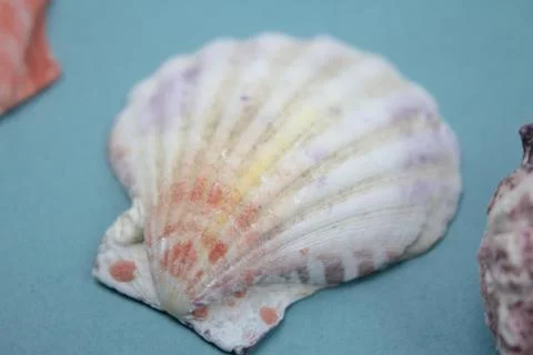 Travel Shells Background Stock Photos