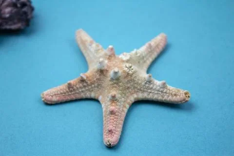 Travel Shells Background Stock Photos