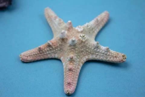 Travel Shells Background Foto stock